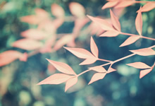 富勒姆主场胜狼队，逆转战绩稳步向前迈进